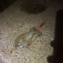 アオリイカ