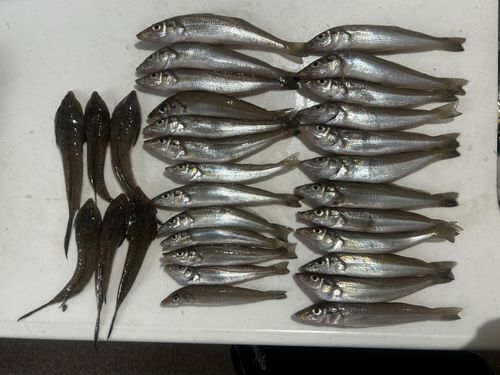 シロギスの釣果