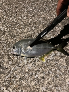 メッキの釣果