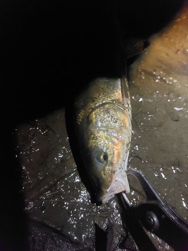 マルタウグイの釣果