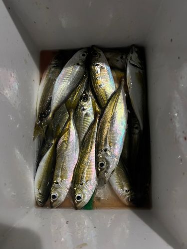 アジの釣果