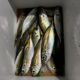 アジ