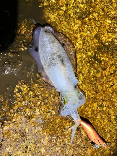 アオリイカの釣果