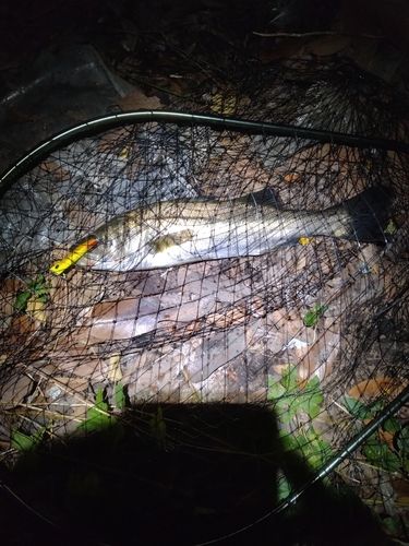 フッコ（マルスズキ）の釣果