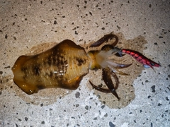 アオリイカの釣果