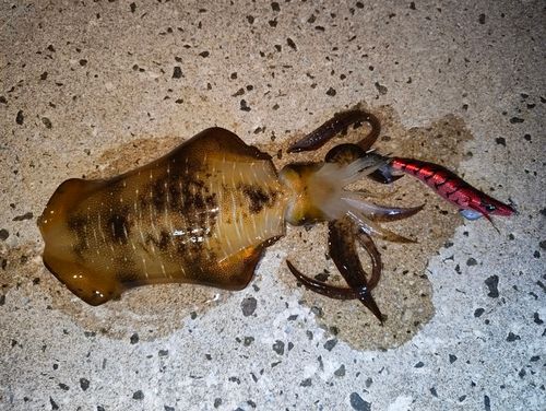 アオリイカの釣果