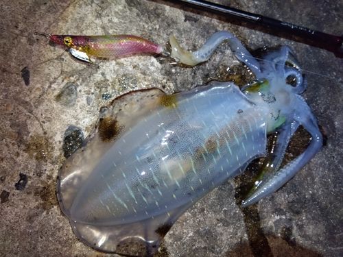 アオリイカの釣果