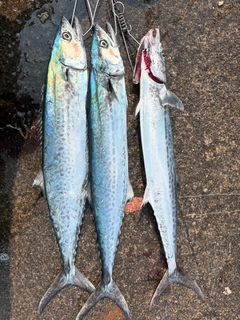 サゴシの釣果
