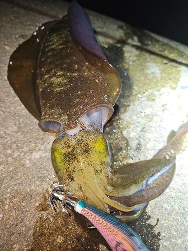 アオリイカの釣果
