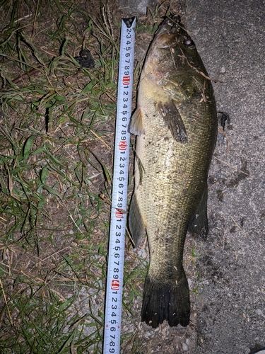 ブラックバスの釣果