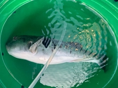 トラフグの釣果