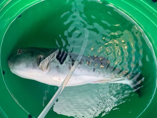 トラフグの釣果