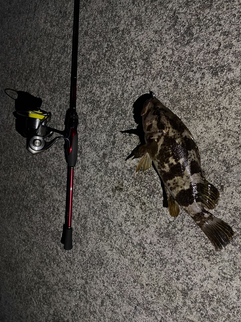 ダイワ　月下美人MX 78ML-T ・N 楽天市場】ダイワ アジングロッド 月下美人 MX 78ML-T・N [2021