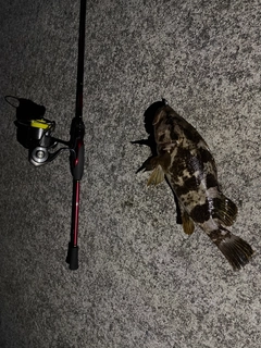 タケノコメバルの釣果