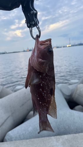 アコウの釣果
