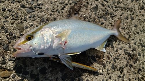 ショゴの釣果
