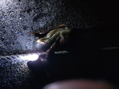 タコの釣果