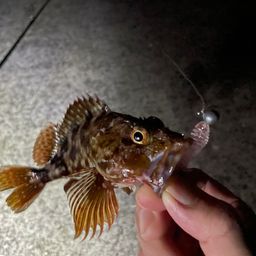 カサゴ