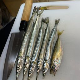 サヨリ