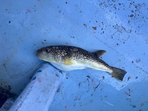 ショウサイフグの釣果