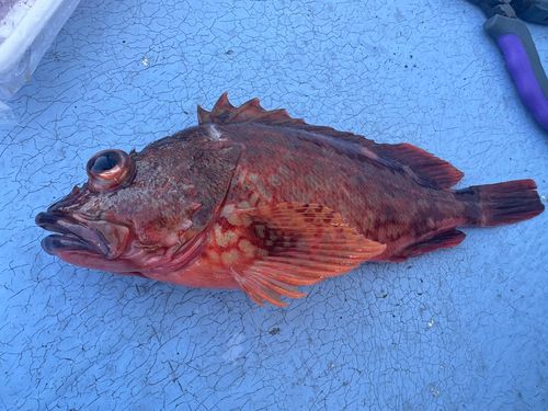 カサゴの釣果