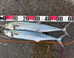 サゴシの釣果