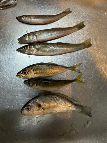若洲海浜公園海釣り施設