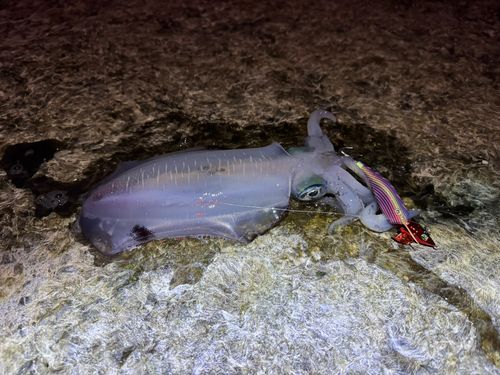 アオリイカの釣果