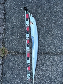 タチウオの釣果