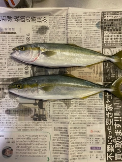 ワカシの釣果