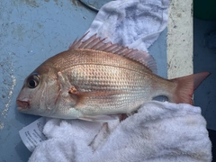 マダイの釣果