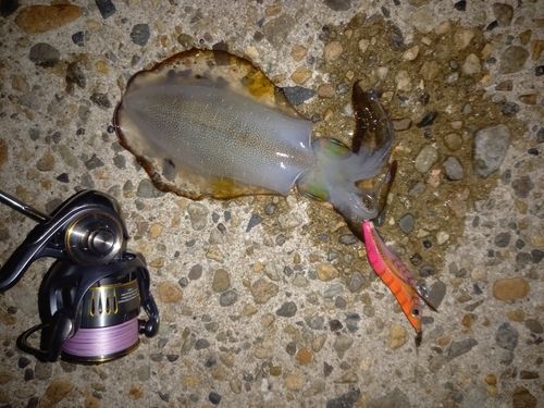 アオリイカの釣果