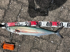 サゴシの釣果