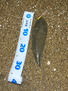 シタビラメの釣果