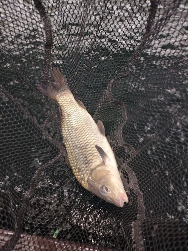 コイの釣果