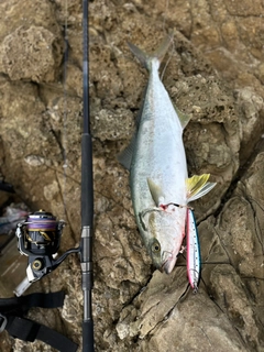 ヒラマサの釣果