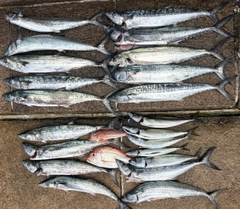 サゴシの釣果