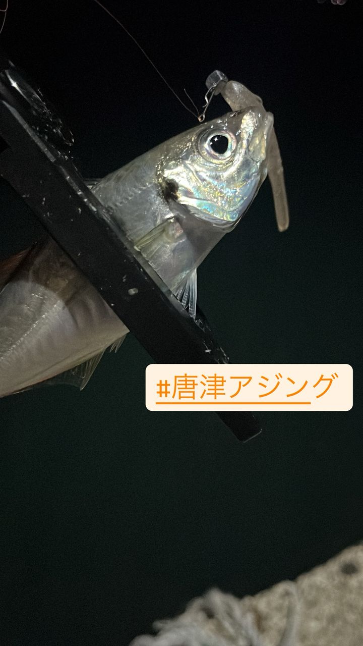 マアジ