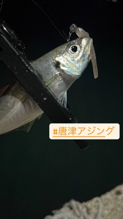 マアジの釣果