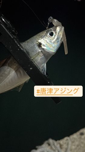 マアジの釣果