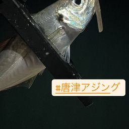 マアジ