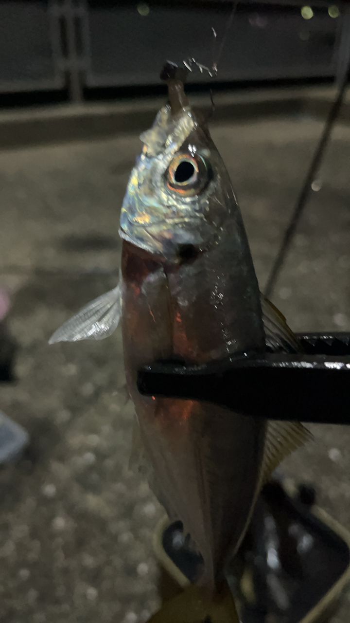 マアジ