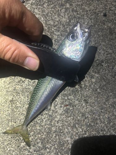サバの釣果