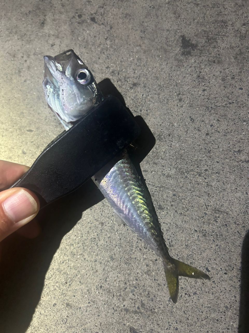 サバ