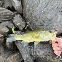 ラージマウスバス