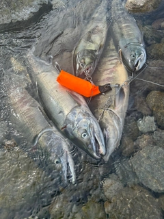 アキアジの釣果