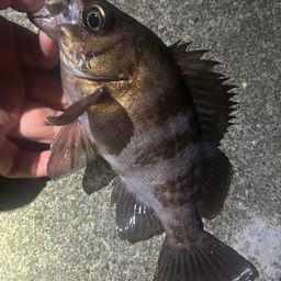 メバル