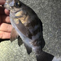 メバル