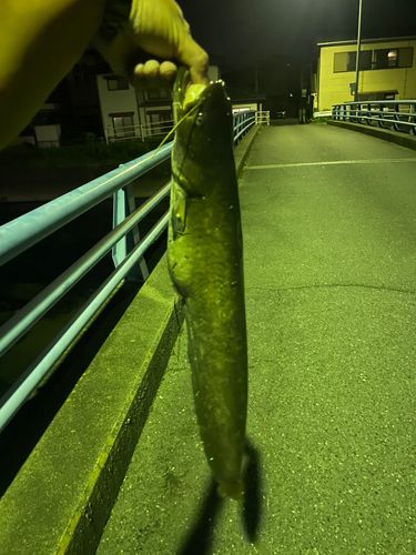 ナマズの釣果