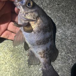 メバル